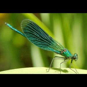 Meet your Posher, Bette